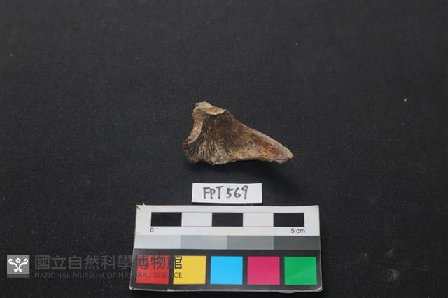 魚骨藏品圖，第2張