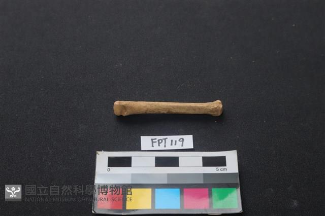 兔科骨藏品圖，第2張