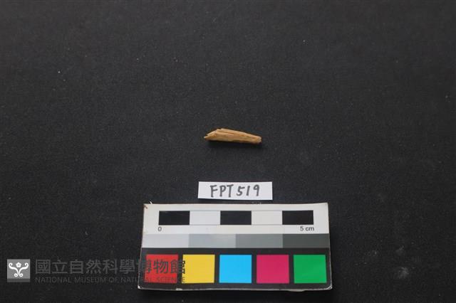 魚骨藏品圖，第2張