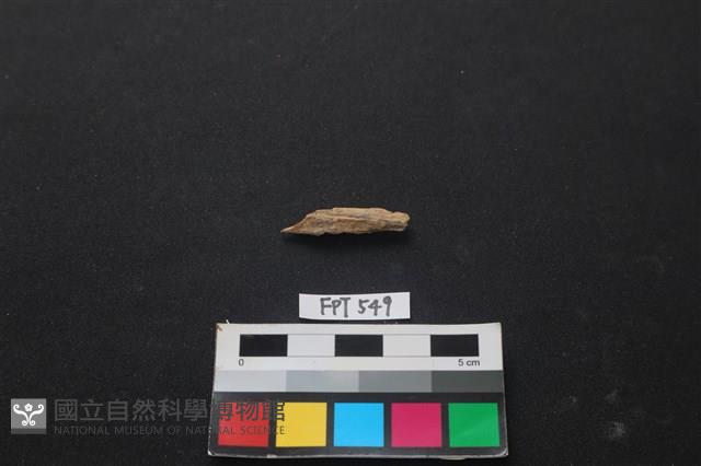 魚骨藏品圖，第2張