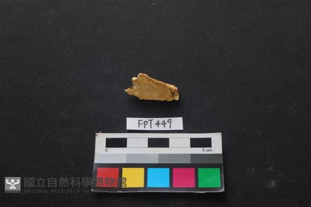 鹿骨藏品圖，第2張