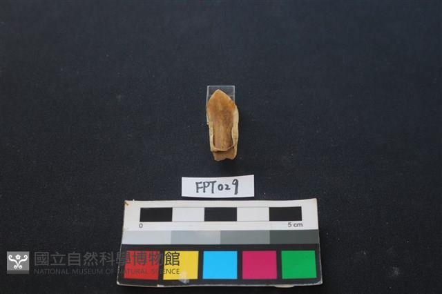 鹿骨藏品圖，第2張