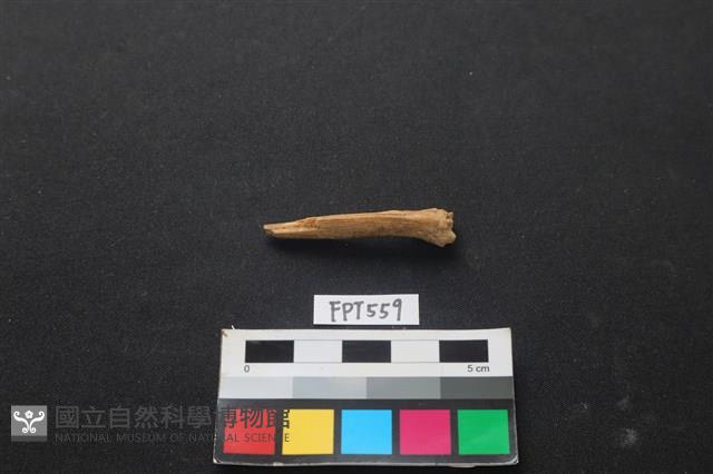 魚骨藏品圖，第2張