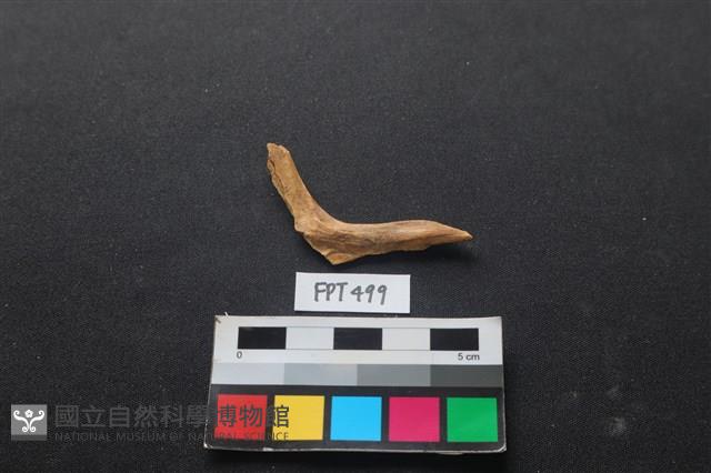 魚骨藏品圖，第2張