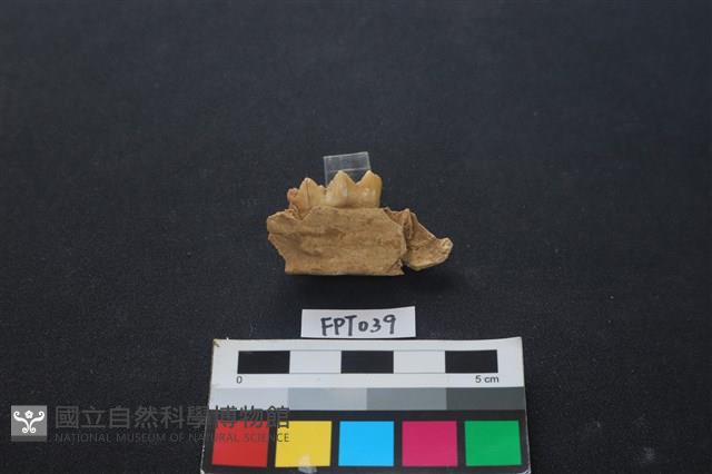 豬骨藏品圖，第2張