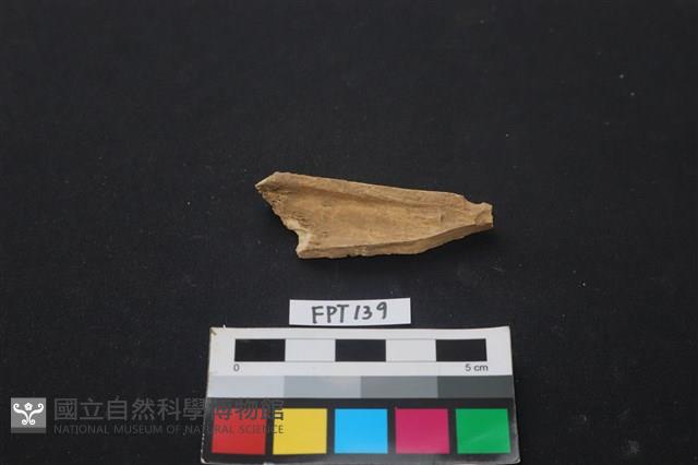 偶蹄類動物骨藏品圖，第2張