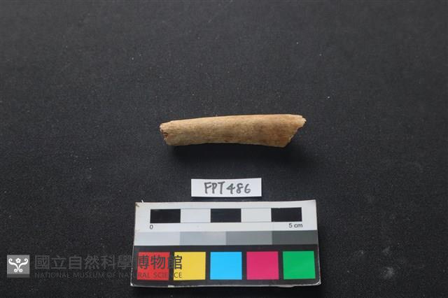 哺乳類動物骨藏品圖，第2張