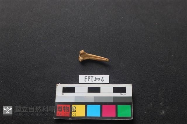 魚骨藏品圖，第2張