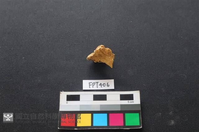 鹿骨藏品圖，第2張