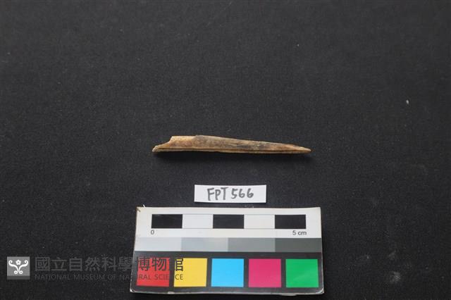 魚骨藏品圖，第2張