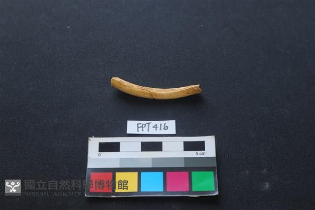 鹿骨藏品圖，第2張