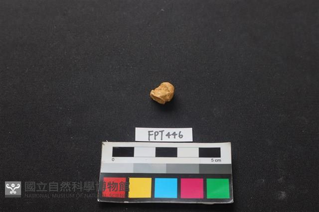 鹿骨藏品圖，第2張