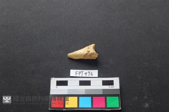 鹿骨藏品圖，第2張