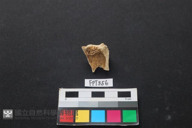 鹿骨藏品圖，第2張