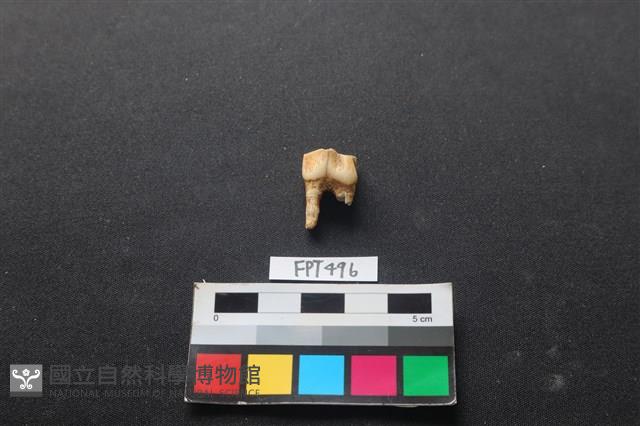 鹿骨藏品圖，第2張