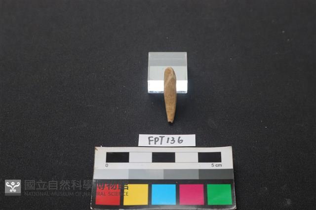 豬骨藏品圖，第2張
