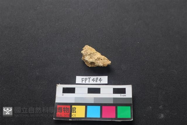 龜骨藏品圖，第2張