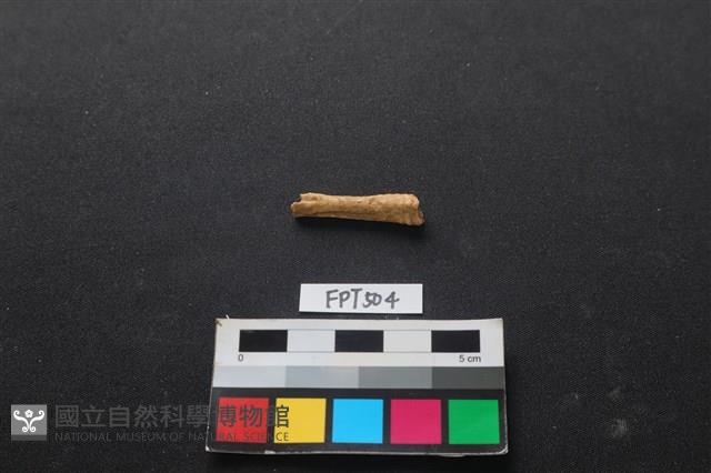 魚骨藏品圖，第2張