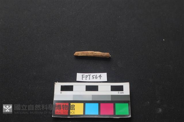 魚骨藏品圖，第2張