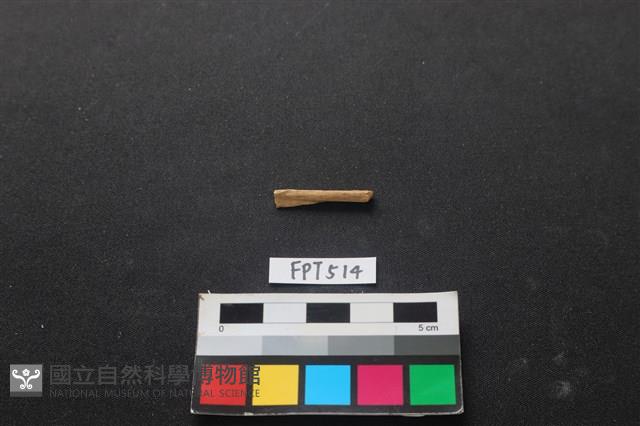 魚骨藏品圖，第2張