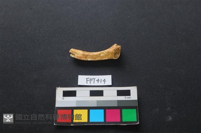 鹿骨藏品圖，第2張