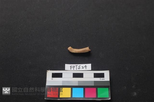 魚骨藏品圖，第2張