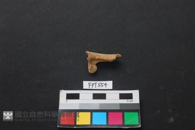 魚骨藏品圖，第2張