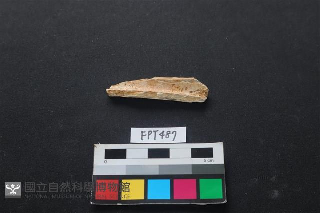 哺乳類動物骨藏品圖，第2張