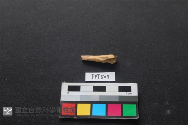 魚骨藏品圖，第2張