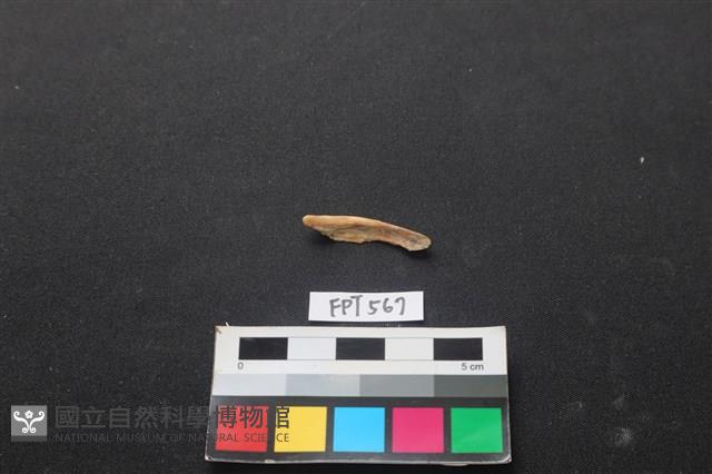 魚骨藏品圖，第2張