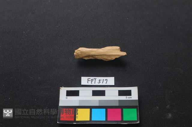 哺乳類動物骨藏品圖，第2張