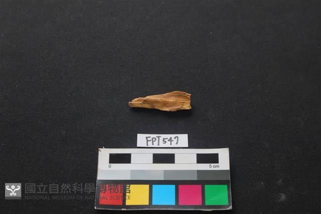 魚骨藏品圖，第2張