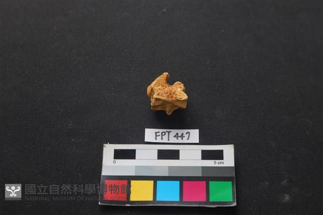 鹿骨藏品圖，第2張