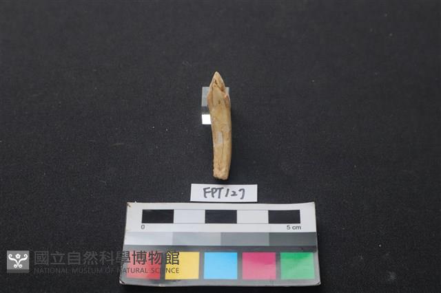 鹿骨藏品圖，第2張