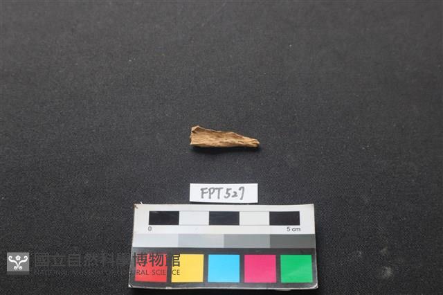 魚骨藏品圖，第2張