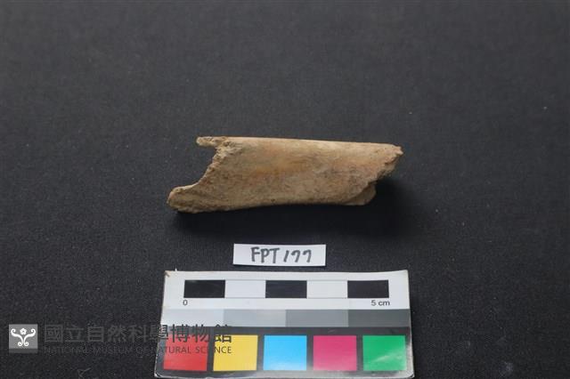 偶蹄類動物骨藏品圖，第2張