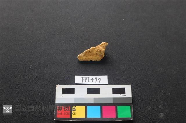 鹿骨藏品圖，第2張
