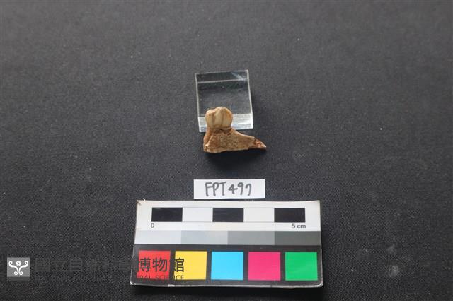 鹿骨藏品圖，第2張