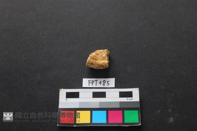 龜骨藏品圖，第2張