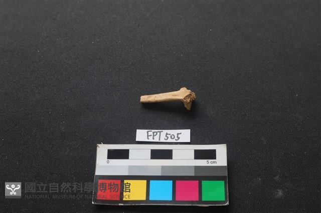 鱉骨藏品圖，第2張