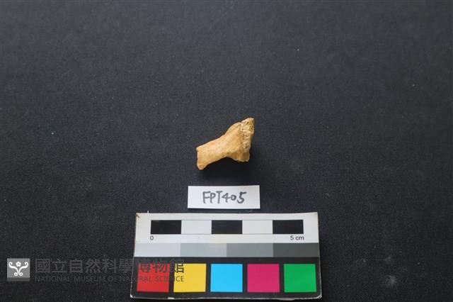 鹿骨藏品圖，第2張