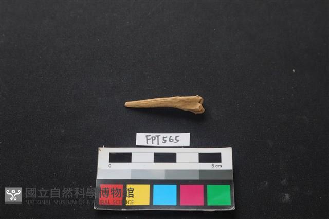 魚骨藏品圖，第2張