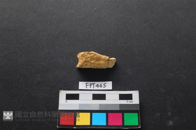 鹿骨藏品圖，第2張