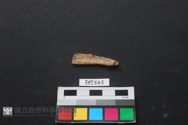 魚骨藏品圖，第2張