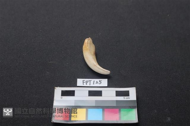 豬骨藏品圖，第2張