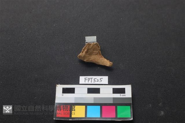 魚骨藏品圖，第2張