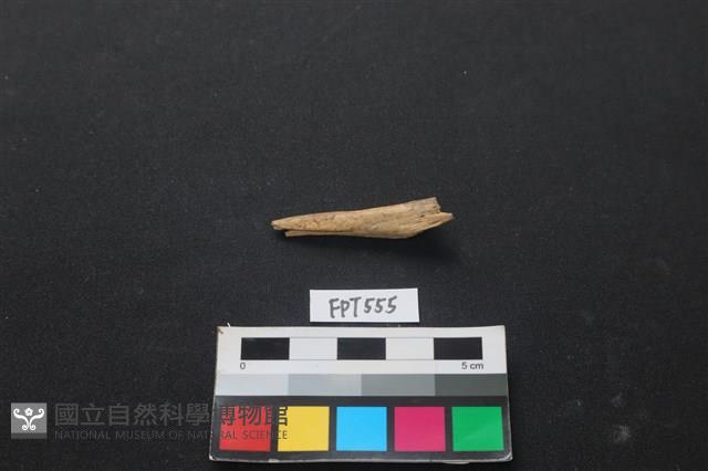 魚骨藏品圖，第2張