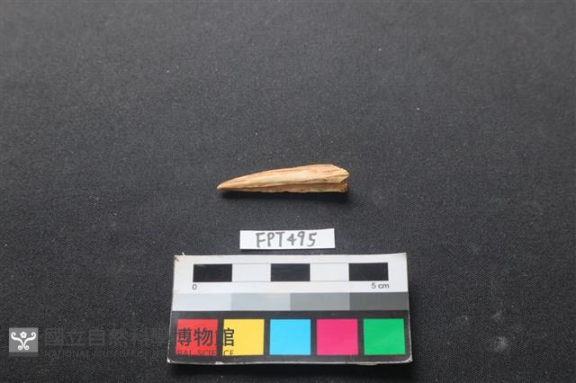 魚骨藏品圖，第2張