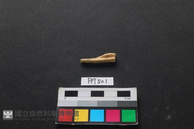 魚骨藏品圖，第2張