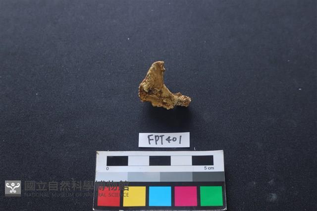 鹿骨藏品圖，第2張